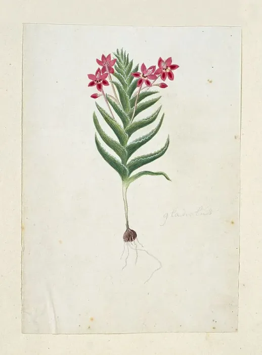 Framed Print : Lapeirousia silenoides (Jacq.) Ker Gawl. 1777-1786. Creator: Robert Jacob Gordon Framed Print : Lapeirousia silenoides (Jacq.) Ker Gawl. 1777-1786. Creator: Robert Jacob Gordon
