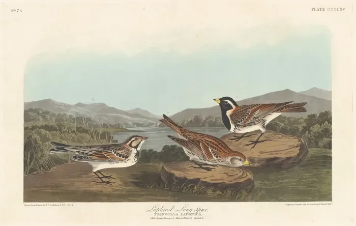 Framed Print : Lapland Longspur, 1837. Creator: Robert Havell Framed Print : Lapland Longspur, 1837. Creator: Robert Havell