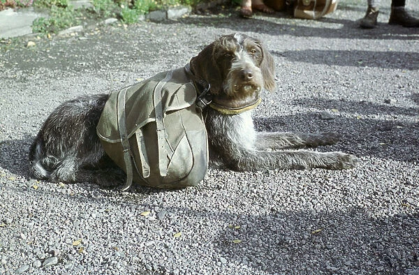 Lapp dog with panniers