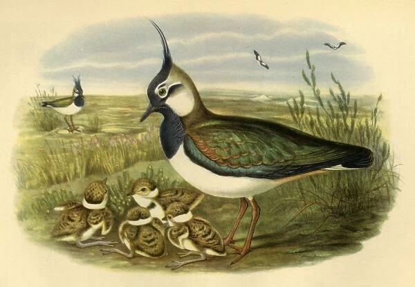 Lapwing and Young, 1865, (1942). Creator: John Gould