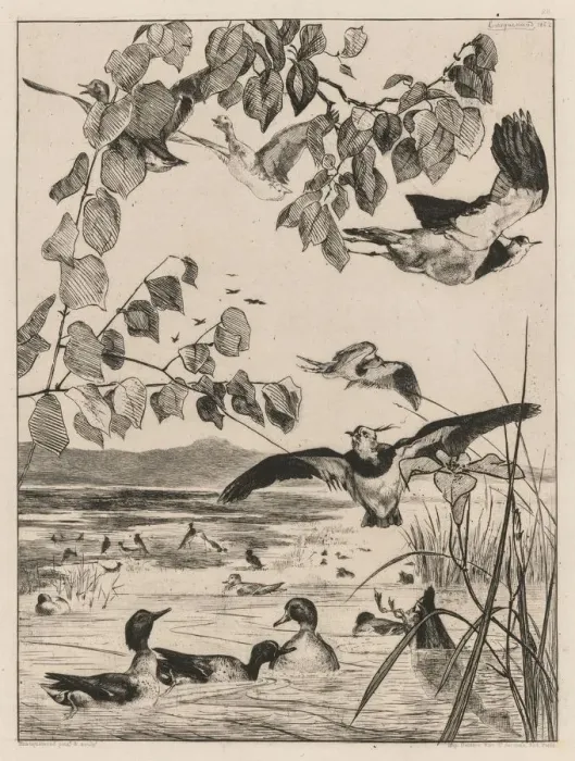 Framed Print : Lapwings and Teals, 1862. Creator: Felix Bracquemond (French, 1833-1914) Framed Print : Lapwings and Teals, 1862. Creator: Felix Bracquemond (French, 1833-1914)