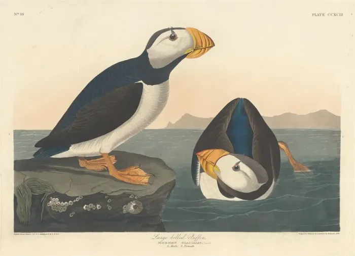 Framed Print : Large-billed Puffin, 1836. Creator: Robert Havell Framed Print : Large-billed Puffin, 1836. Creator: Robert Havell