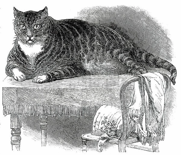 Large Cat, 1850. Creator: Unknown