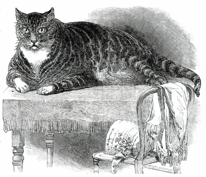 Framed Print : Large Cat, 1850. Creator: Unknown Framed Print : Large Cat, 1850. Creator: Unknown