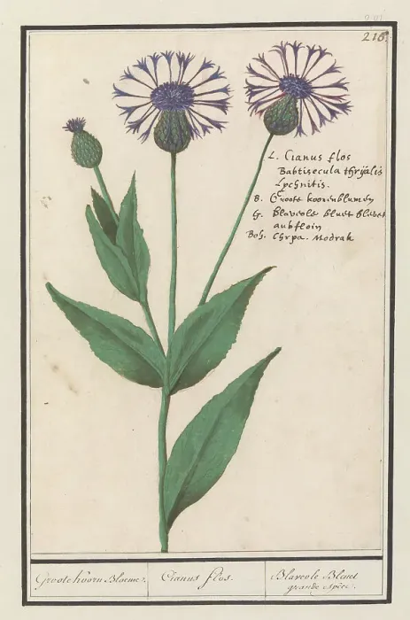 Framed Print : Large centaury (Centaurea scabiosa), 1596-1610. Creators: Anselmus de Boodt, Elias Verhulst Framed Print : Large centaury (Centaurea scabiosa), 1596-1610. Creators: Anselmus de Boodt, Elias Verhulst