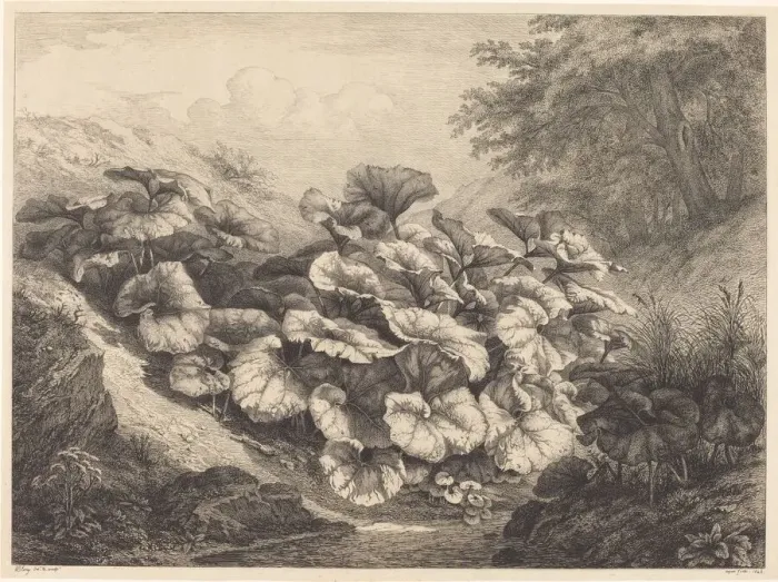 Framed Print : Large Coltsfoot, 1843. Creator: Eugene Blery Framed Print : Large Coltsfoot, 1843. Creator: Eugene Blery