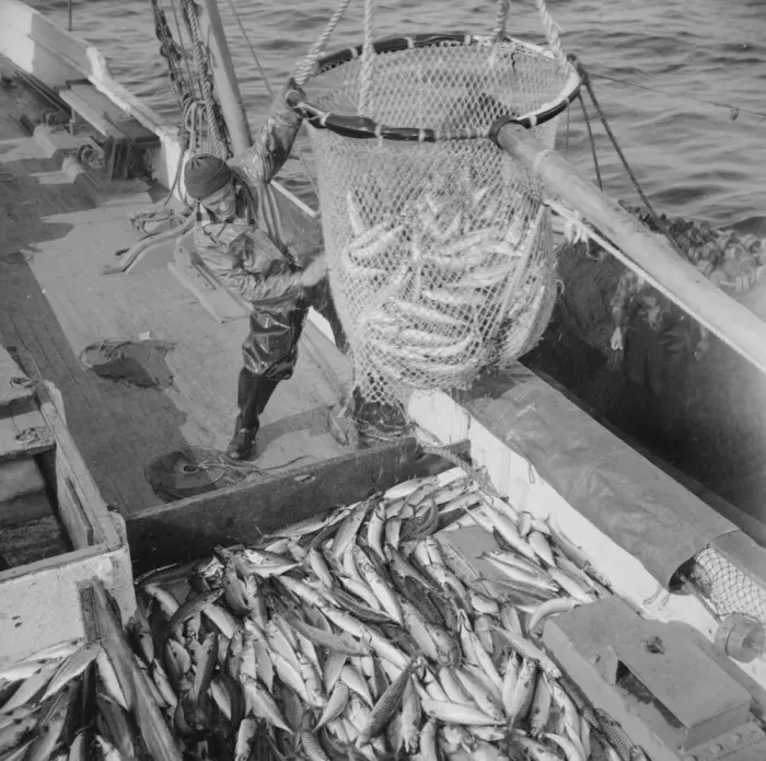 Framed Print : Large dip net transferring mackerel from nets to the Alden deck, Gloucester, Massachusetts, 1943. Creator: Gordon Parks Framed Print : Large dip net transferring mackerel from nets to the Alden deck, Gloucester, Massachusetts, 1943. Creator: Gordon Parks