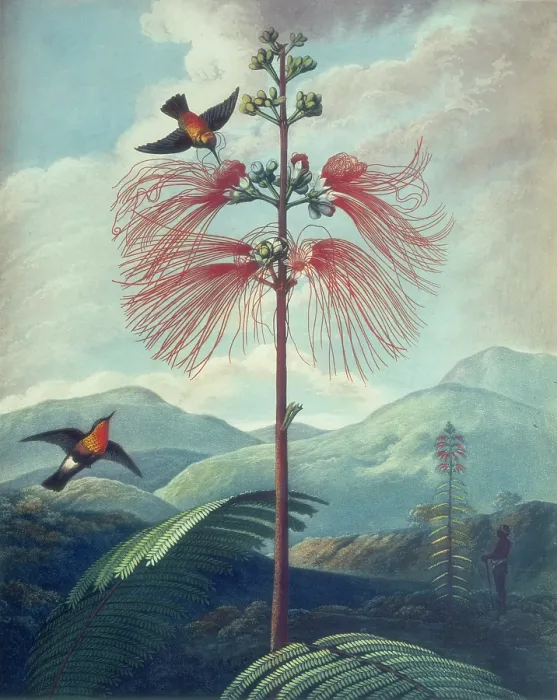 Framed Print : Large Flowering Sensitive Plant: Mimosa grandiflora, 1807. Creator: Unknown Framed Print : Large Flowering Sensitive Plant: Mimosa grandiflora, 1807. Creator: Unknown