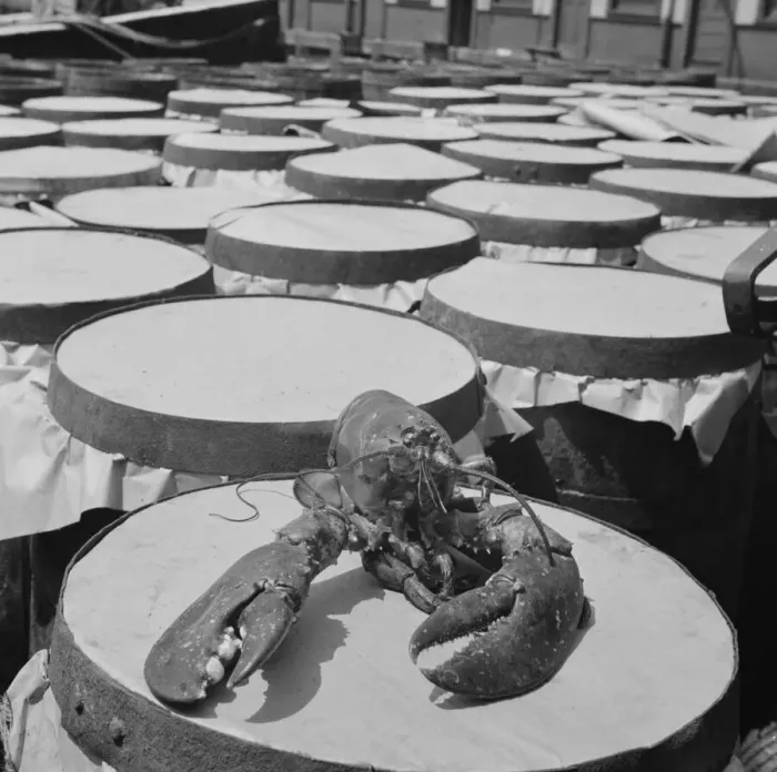Framed Print : A large lobster brought in by the New England fishing boat Fulton Fish Market, New York, 1943. Creator: Gordon Parks Framed Print : A large lobster brought in by the New England fishing boat Fulton Fish Market, New York, 1943. Creator: Gordon Parks