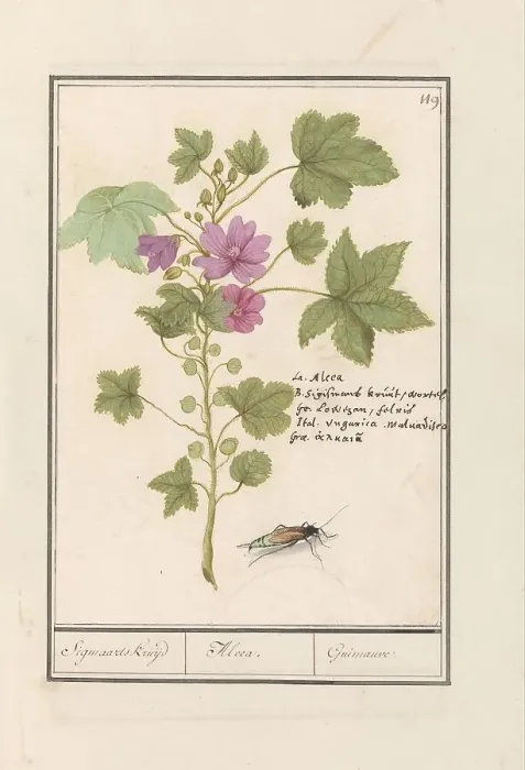 Framed Print : Large mallow (Malva sylvestris), 1596-1610. Creators: Anselmus de Boodt, Elias Verhulst Framed Print : Large mallow (Malva sylvestris), 1596-1610. Creators: Anselmus de Boodt, Elias Verhulst