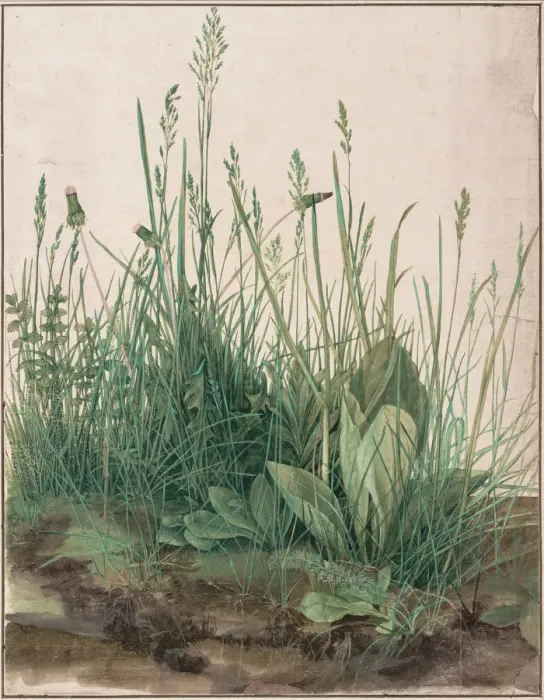 Framed Print : The Large Piece of Turf, 1503. Artist: Durer, Albrecht (1471-1528) Framed Print : The Large Piece of Turf, 1503. Artist: Durer, Albrecht (1471-1528)