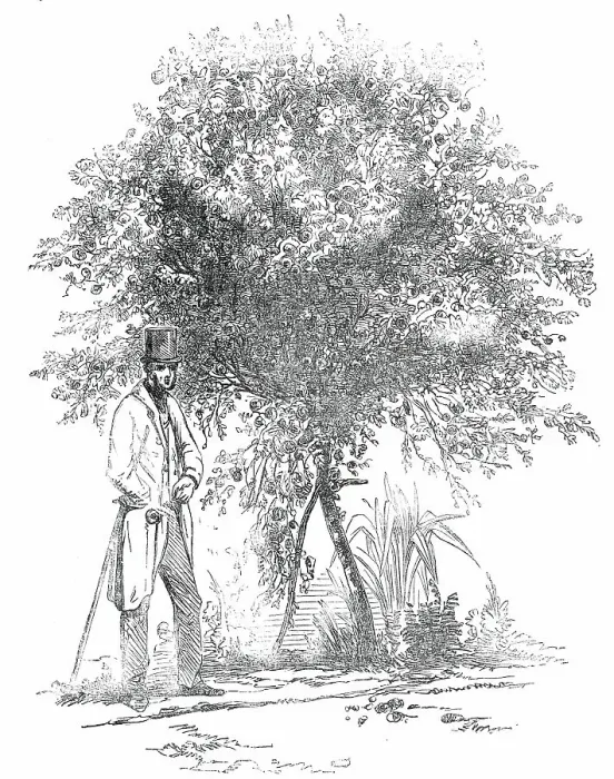 Framed Print : Large Rose-Tree (Hybrid China), at Mr. Buxton's Gardens, Wandsworth-Road, 1850. Creator: Unknown Framed Print : Large Rose-Tree (Hybrid China), at Mr. Buxton's Gardens, Wandsworth-Road, 1850. Creator: Unknown