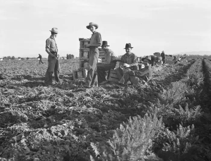 Framed Print : Large-scale agricultural gang labor, Mexicans and... near Meloland, Imperial Valley, 1939 Creator: Dorothea Lange Framed Print : Large-scale agricultural gang labor, Mexicans and... near Meloland, Imperial Valley, 1939 Creator: Dorothea Lange