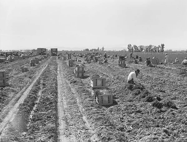 Large-scale agricultural gang labor, near Meloland, Imperial Valley, 1939. Creator: Dorothea Lange