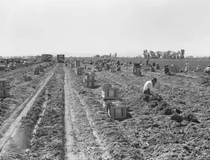 Framed Print : Large-scale agricultural gang labor, near Meloland, Imperial Valley, 1939. Creator: Dorothea Lange Framed Print : Large-scale agricultural gang labor, near Meloland, Imperial Valley, 1939. Creator: Dorothea Lange