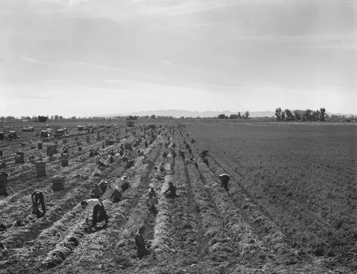 Framed Print : Large-scale agricultural gang labor, near Meloland, Imperial Valley, 1939. Creator: Dorothea Lange Framed Print : Large-scale agricultural gang labor, near Meloland, Imperial Valley, 1939. Creator: Dorothea Lange