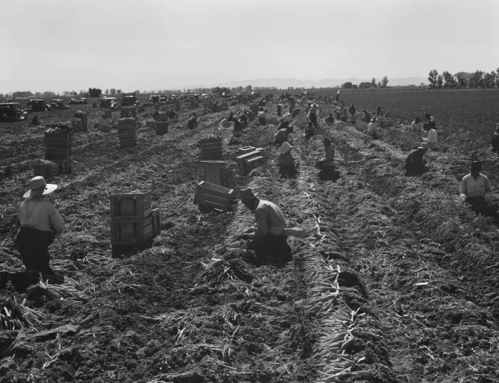 Framed Print : Large scale agriculture, near Meloland, Imperial Valley, 1939. Creator: Dorothea Lange Framed Print : Large scale agriculture, near Meloland, Imperial Valley, 1939. Creator: Dorothea Lange