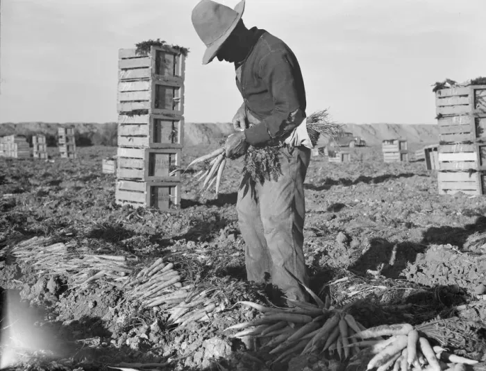 Framed Print : Large scale agriculture, near Meloland, Imperial Valley, 1939. Creator: Dorothea Lange Framed Print : Large scale agriculture, near Meloland, Imperial Valley, 1939. Creator: Dorothea Lange