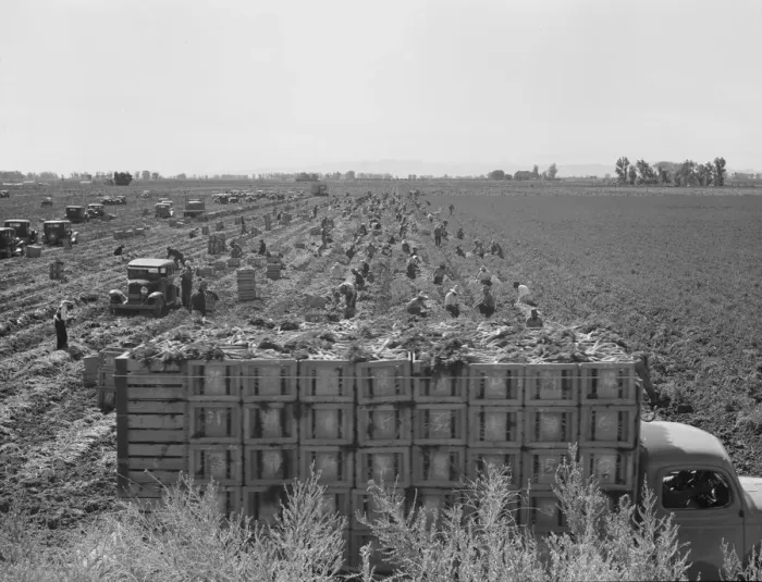 Framed Print : Large scale agriculture, near Meloland, Imperial Valley, 1939. Creator: Dorothea Lange Framed Print : Large scale agriculture, near Meloland, Imperial Valley, 1939. Creator: Dorothea Lange