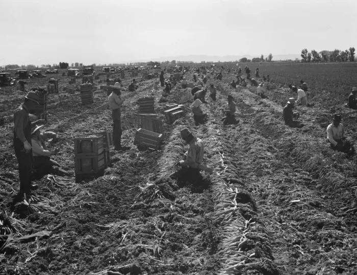 Framed Print : Large scale agriculture, near Meloland, Imperial Valley, 1939. Creator: Dorothea Lange Framed Print : Large scale agriculture, near Meloland, Imperial Valley, 1939. Creator: Dorothea Lange