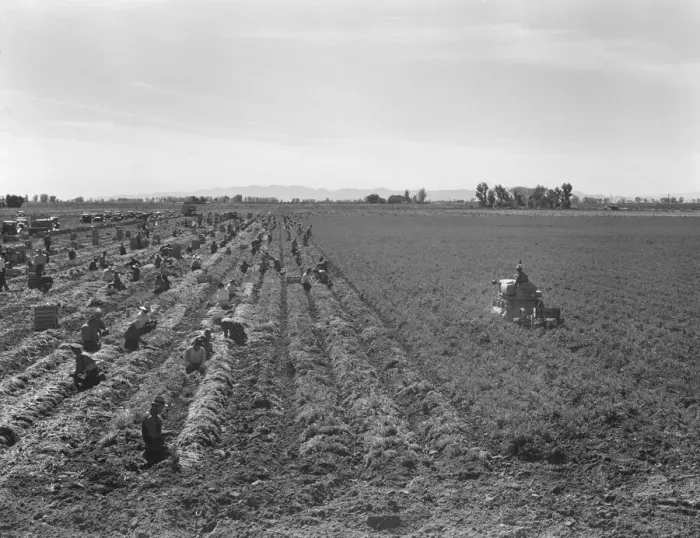Framed Print : Large scale agriculture, near Meloland, Imperial Valley, 1939. Creator: Dorothea Lange Framed Print : Large scale agriculture, near Meloland, Imperial Valley, 1939. Creator: Dorothea Lange