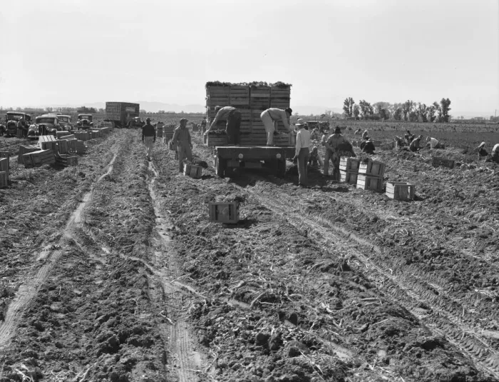 Framed Print : Large scale agriculture, near Meloland, Imperial Valley, 1939. Creator: Dorothea Lange