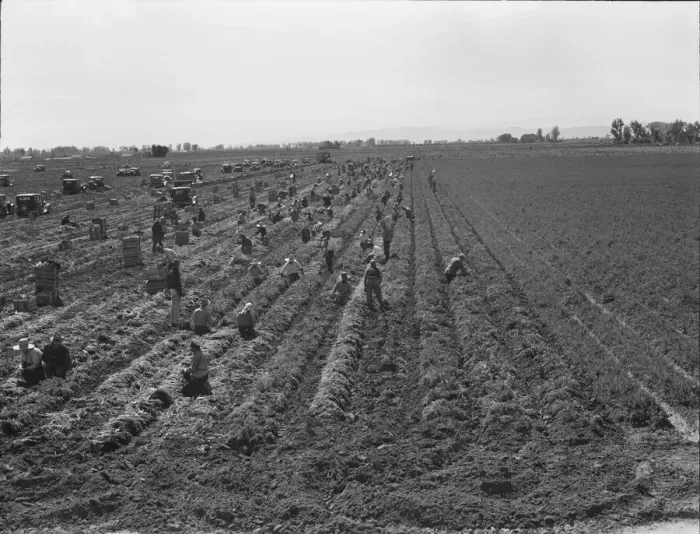 Framed Print : Large scale agriculture, near Meloland, Imperial Valley, 1939. Creator: Dorothea Lange Framed Print : Large scale agriculture, near Meloland, Imperial Valley, 1939. Creator: Dorothea Lange