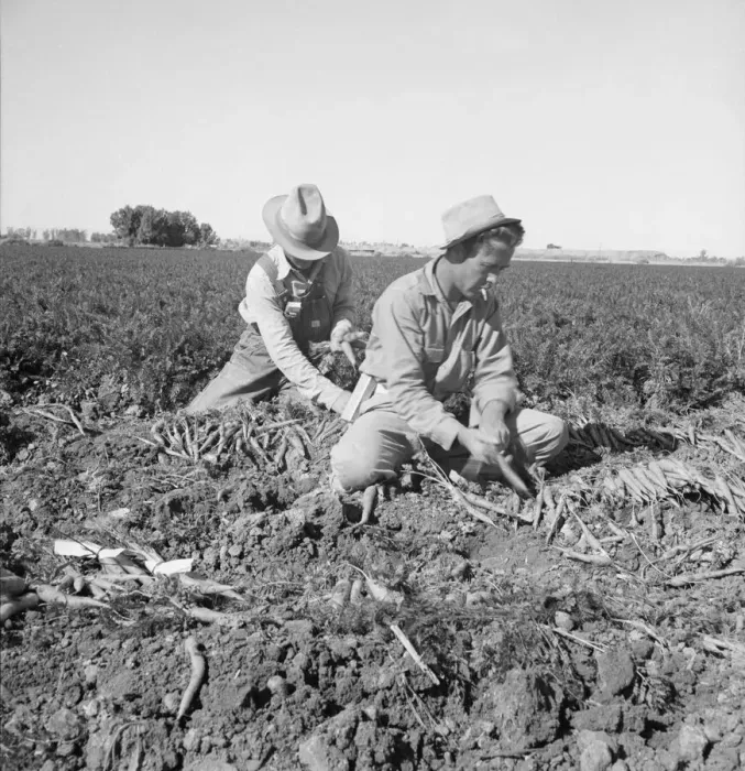 Framed Print : Large scale agriculture, near Meloland, Imperial Valley, 1939. Creator: Dorothea Lange Framed Print : Large scale agriculture, near Meloland, Imperial Valley, 1939. Creator: Dorothea Lange