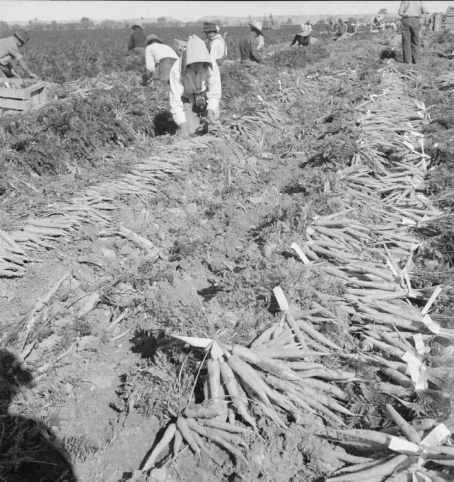 Framed Print : Large scale agriculture, near Meloland, Imperial Valley, 1939. Creator: Dorothea Lange Framed Print : Large scale agriculture, near Meloland, Imperial Valley, 1939. Creator: Dorothea Lange