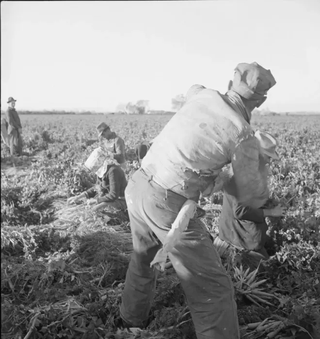 Framed Print : Large scale agriculture, near Meloland, Imperial Valley, 1939. Creator: Dorothea Lange Framed Print : Large scale agriculture, near Meloland, Imperial Valley, 1939. Creator: Dorothea Lange