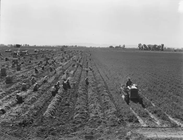 Framed Print : Large scale agriculture, near Meloland, Imperial Valley, 1939. Creator: Dorothea Lange Framed Print : Large scale agriculture, near Meloland, Imperial Valley, 1939. Creator: Dorothea Lange