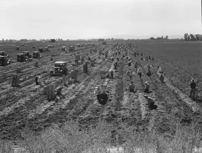 Framed Print : Large scale agriculture, near Meloland, Imperial Valley, 1939. Creator: Dorothea Lange Framed Print : Large scale agriculture, near Meloland, Imperial Valley, 1939. Creator: Dorothea Lange