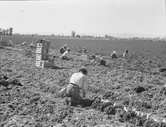 Framed Print : Large scale agriculture, near Meloland, Imperial Valley, 1939. Creator: Dorothea Lange Framed Print : Large scale agriculture, near Meloland, Imperial Valley, 1939. Creator: Dorothea Lange