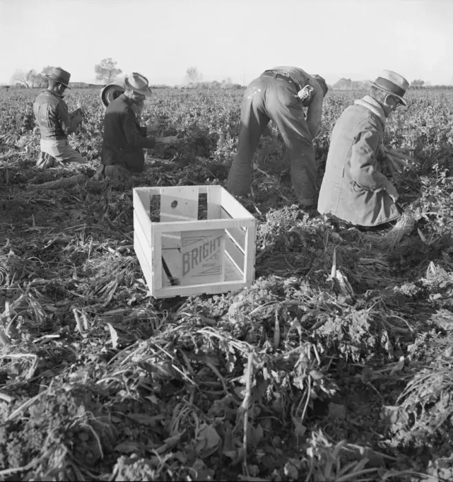 Framed Print : Large scale agriculture, near Meloland, Imperial Valley, 1939. Creator: Dorothea Lange Framed Print : Large scale agriculture, near Meloland, Imperial Valley, 1939. Creator: Dorothea Lange