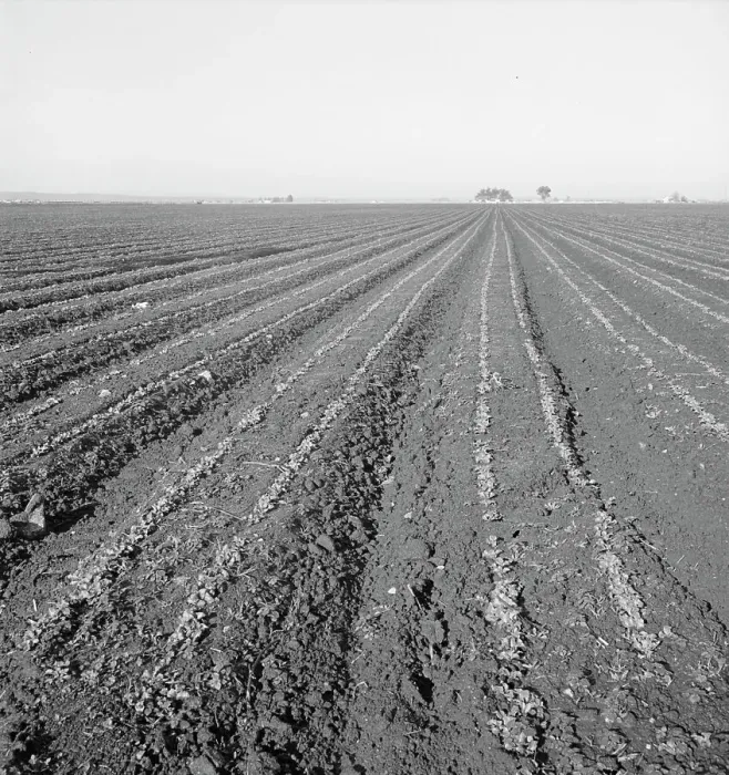 Framed Print : Large scale, commercial agriculture, Salinas Valley, California, 1939. Creator: Dorothea Lange