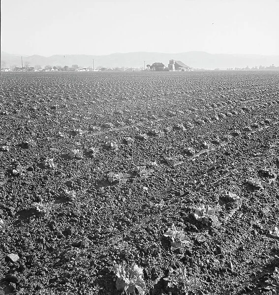 Large scale, commercial agriculture, Salinas Valley, California, 1939. Creator: Dorothea Lange