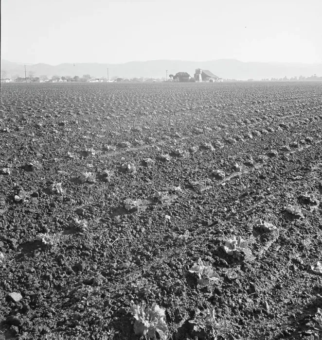 Framed Print : Large scale, commercial agriculture, Salinas Valley, California, 1939. Creator: Dorothea Lange Framed Print : Large scale, commercial agriculture, Salinas Valley, California, 1939. Creator: Dorothea Lange