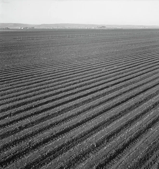 Framed Print : Large scale, commercial agriculture, Salinas Valley, California, 1939. Creator: Dorothea Lange Framed Print : Large scale, commercial agriculture, Salinas Valley, California, 1939. Creator: Dorothea Lange