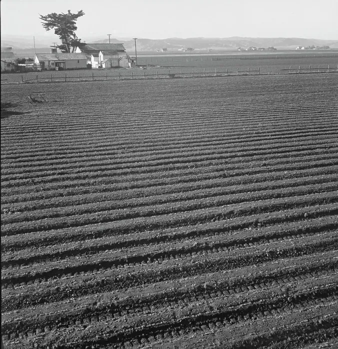 Framed Print : Large scale, commercial agriculture, Salinas Valley, California, 1939. Creator: Dorothea Lange Framed Print : Large scale, commercial agriculture, Salinas Valley, California, 1939. Creator: Dorothea Lange