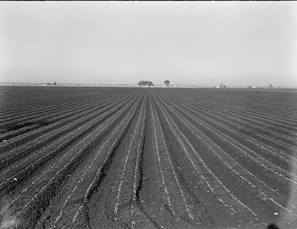 Large scale, commercial agriculture, Salinas Valley, California, 1939. Creator: Dorothea Lange