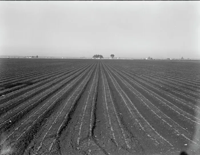 Framed Print : Large scale, commercial agriculture, Salinas Valley, California, 1939. Creator: Dorothea Lange