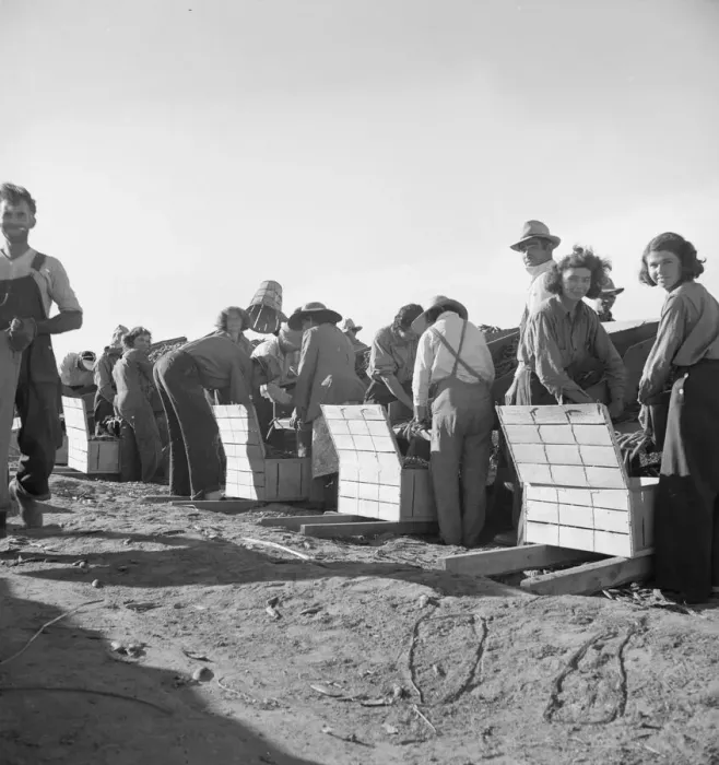 Framed Print : Large-scale industrialized agriculture, Calipatria, Imperial Valley, California, 1939. Creator: Dorothea Lange Framed Print : Large-scale industrialized agriculture, Calipatria, Imperial Valley, California, 1939. Creator: Dorothea Lange