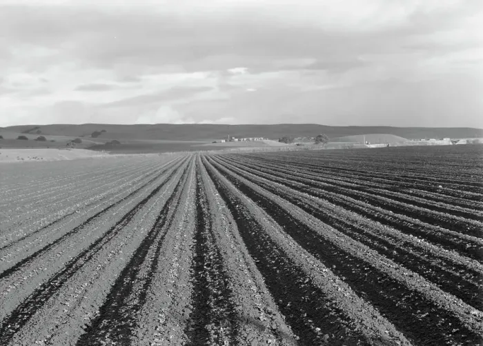 Framed Print : Large-scale pea fields, near San Juan Bautista, California, 1939. Creator: Dorothea Lange Framed Print : Large-scale pea fields, near San Juan Bautista, California, 1939. Creator: Dorothea Lange