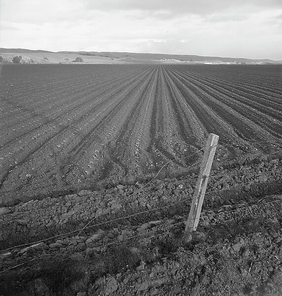 Large-scale pea fields, near San Juan Bautista, California, 1939. Creator: Dorothea Lange