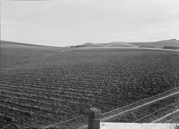 Framed Print : Large-scale pea fields, near San Juan Bautista, California, 1939. Creator: Dorothea Lange Framed Print : Large-scale pea fields, near San Juan Bautista, California, 1939. Creator: Dorothea Lange