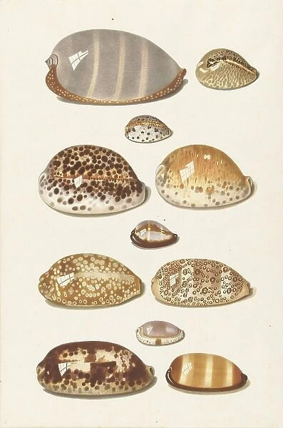 Eleven large and small tropical cowrie shells, 1726-1779. Creator: Johann Gustav Hoch