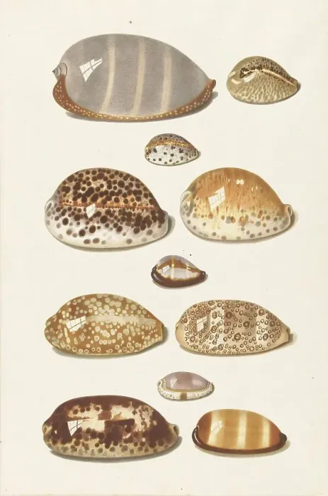 Framed Print : Eleven large and small tropical cowrie shells, 1726-1779. Creator: Johann Gustav Hoch Framed Print : Eleven large and small tropical cowrie shells, 1726-1779. Creator: Johann Gustav Hoch