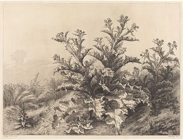Large Thistle, 1843. Creator: Eugene Blery