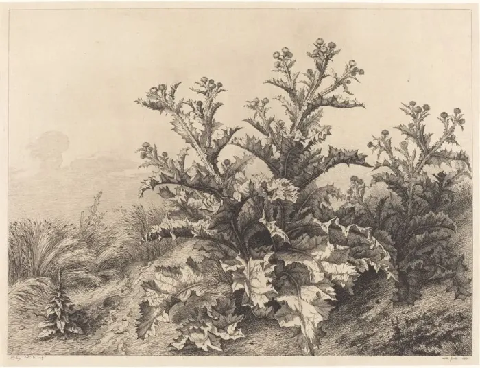 Framed Print : Large Thistle, 1843. Creator: Eugene Blery Framed Print : Large Thistle, 1843. Creator: Eugene Blery