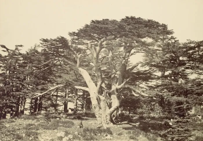Framed Print : The Largest of the Cedars, Mount Lebannon, 1857. Creator: Francis Frith Framed Print : The Largest of the Cedars, Mount Lebannon, 1857. Creator: Francis Frith